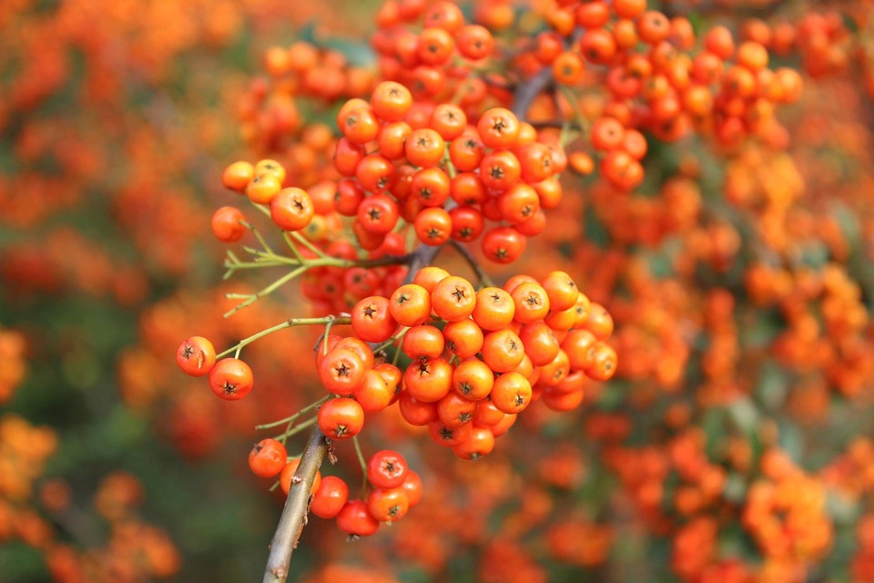 Free photo: Orange Fruit, Autumn, Seasonal - Free Image on Pixabay - 473437 Seasonal Campaigns to Promote New Fashion Collections
